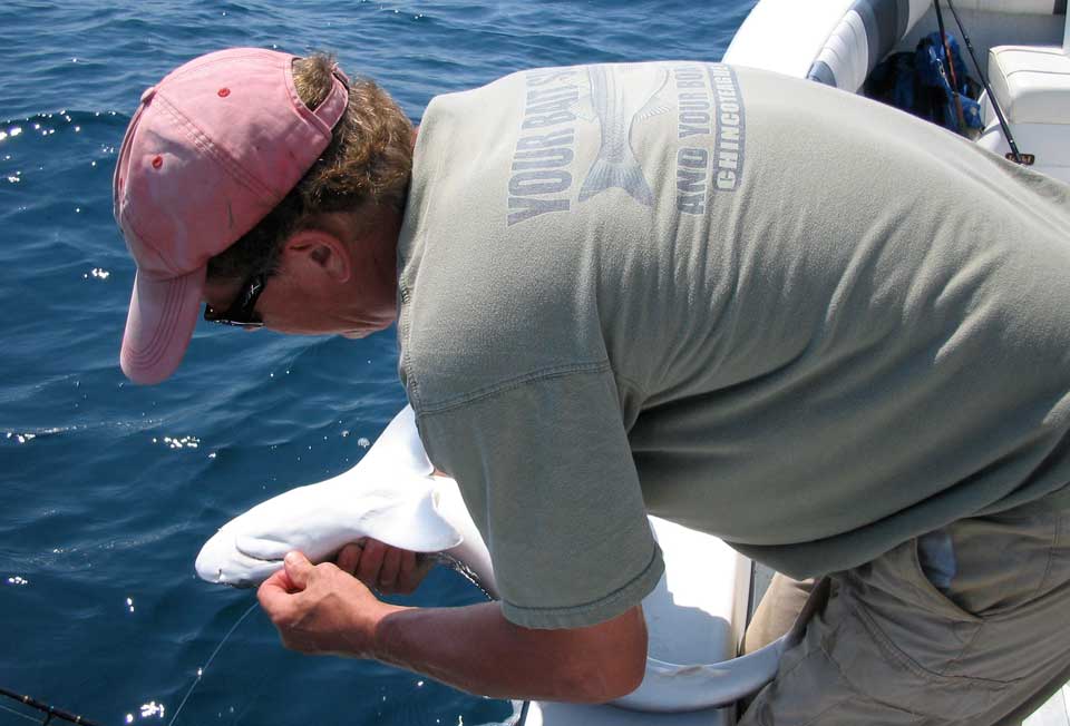 Outer Banks Atlantic sharpnose shark