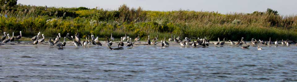 OBX Brown pelicans