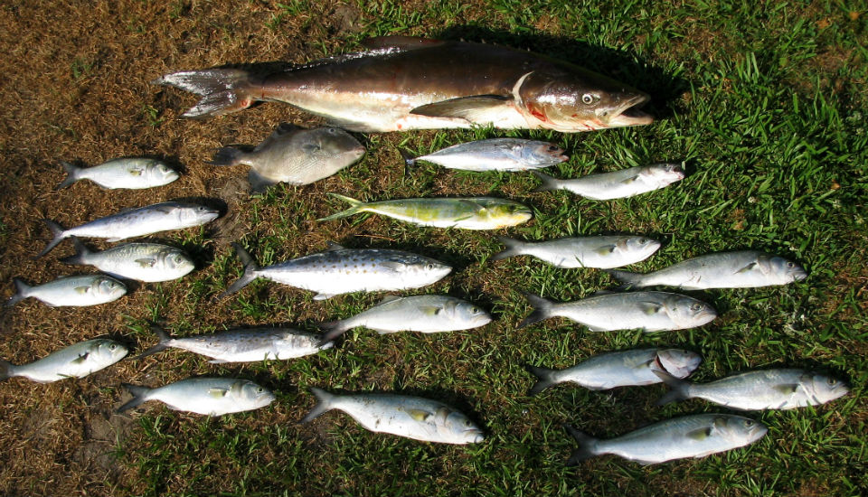 Cobia, Little tunny, Spanish mackerel, Grey triggerfish, Mahi-mahi, and Bluefish