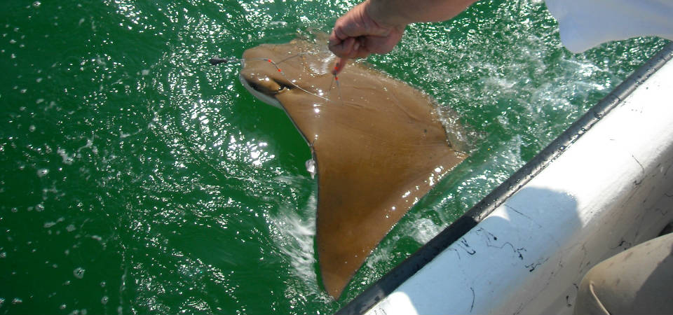 Cownose ray