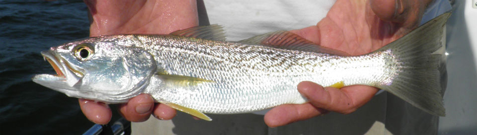 Weakfish or grey trout