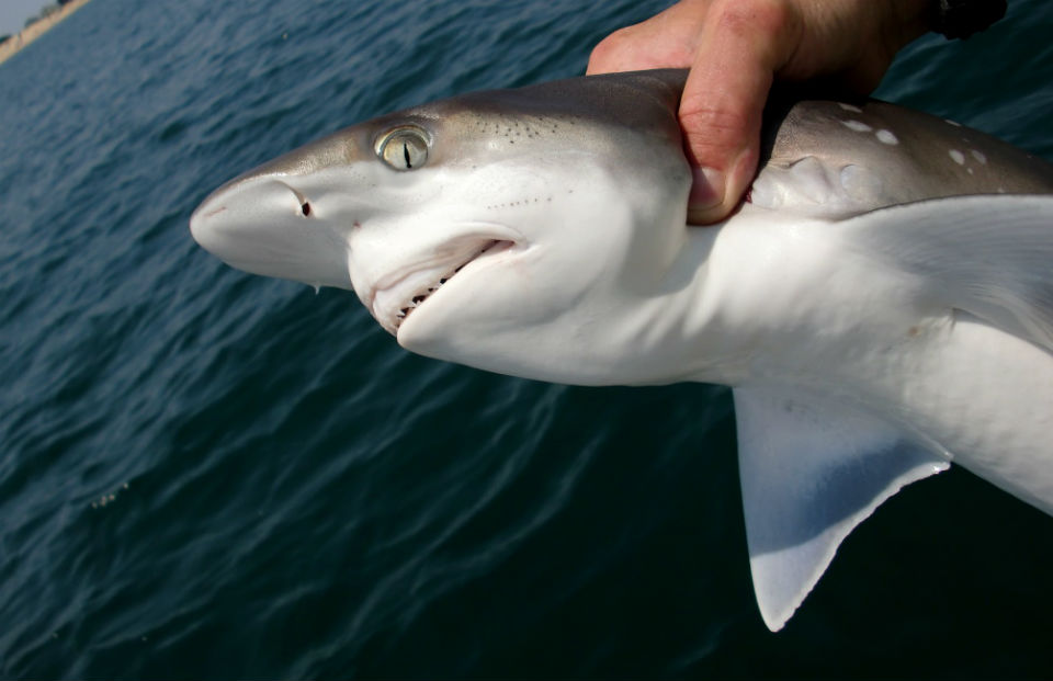 Atlantic sharpnose shark