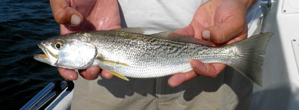OBX Weakfish