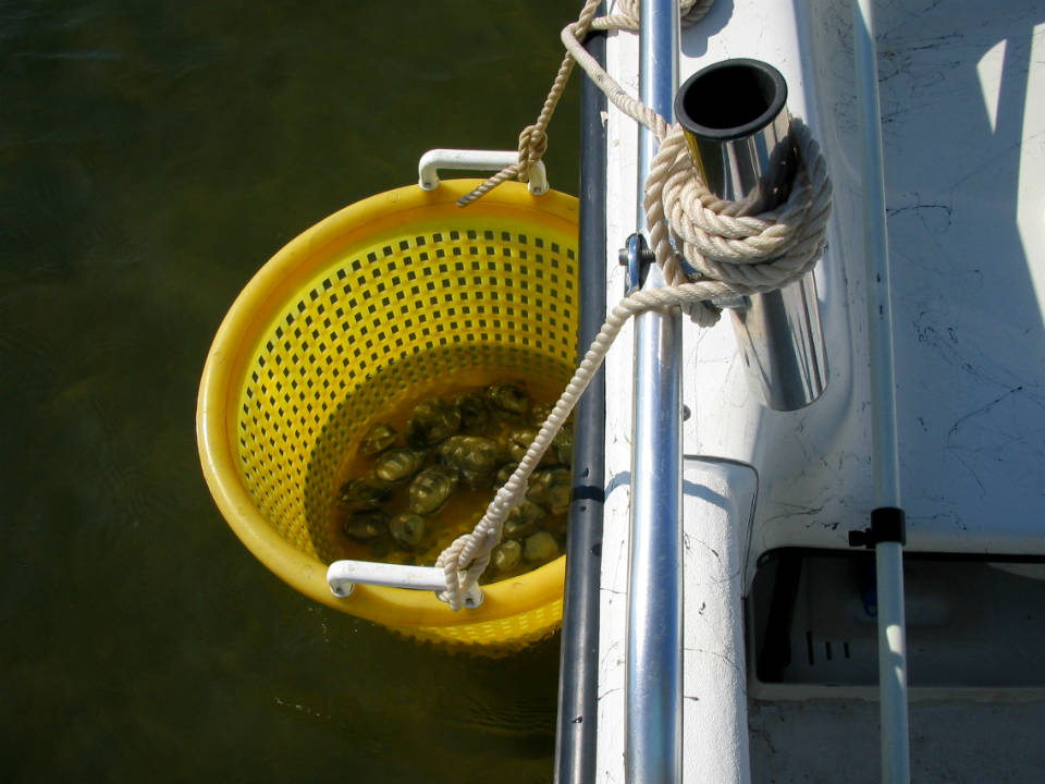 OBX clamming charters