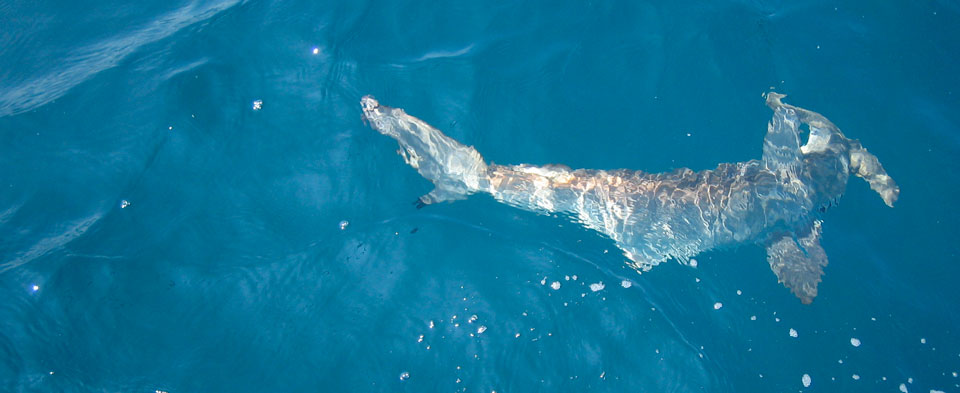 Outer Banks Scalloped hammerhead shark
