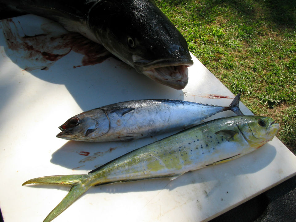 OBX nearshore fishing charter