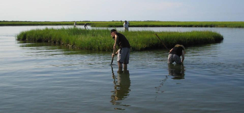 Outer Banks clamming