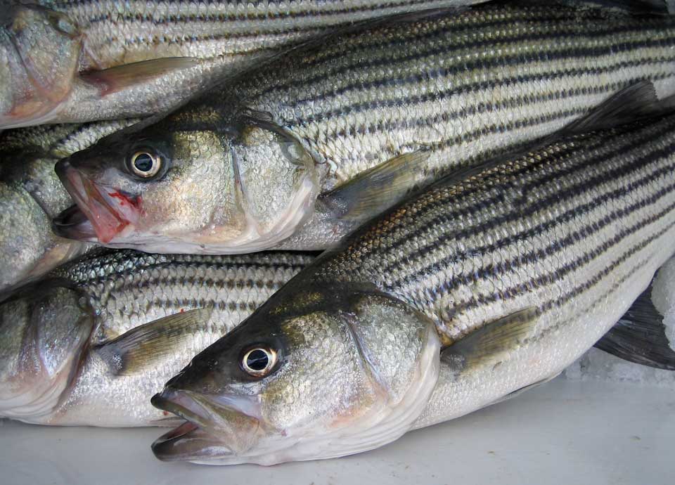 OBX OBX Striped bass