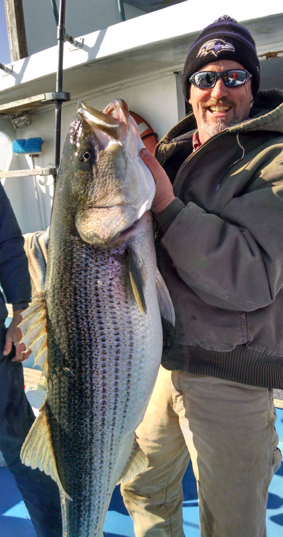 Striped bass (rockfish)