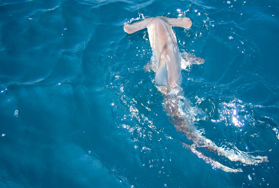 Outer Banks Scalloped hammerhead shark