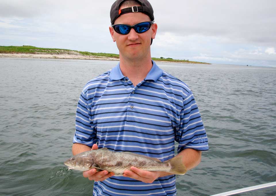 Sea mullet