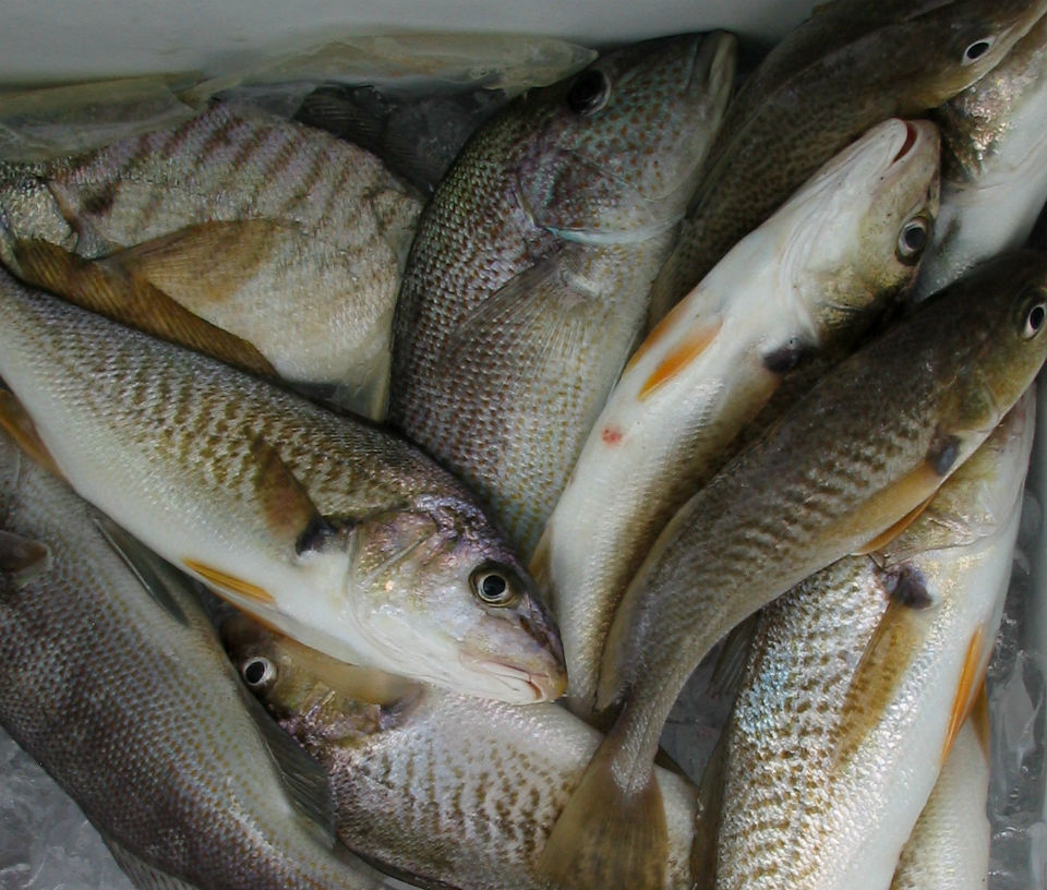 Atlantic croakers, Spot, and Pigfish