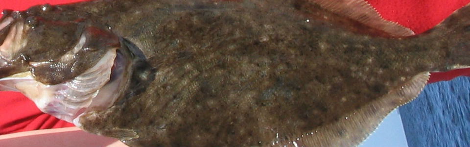 Southern flounder