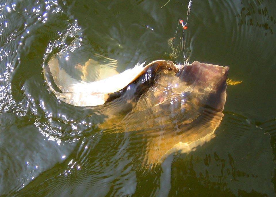 Atlantic stingray