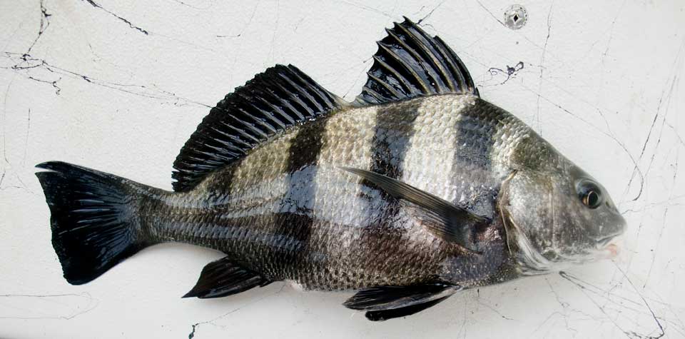 Outer Banks Black drum