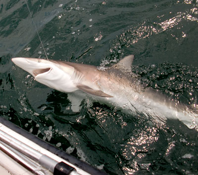 OBX Blacktip Shark