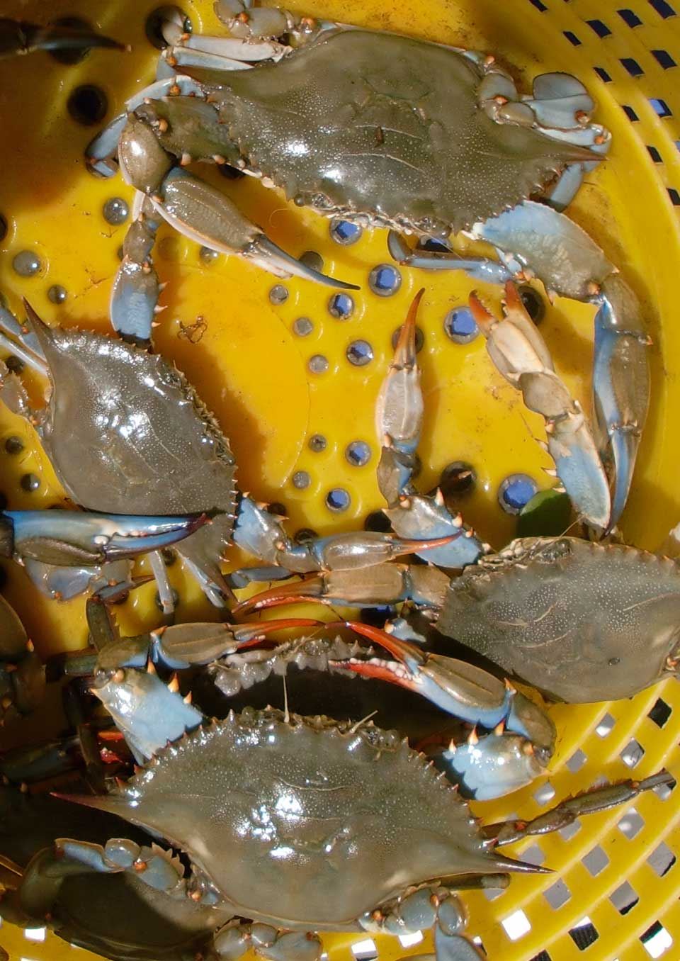 OBX Crabbing