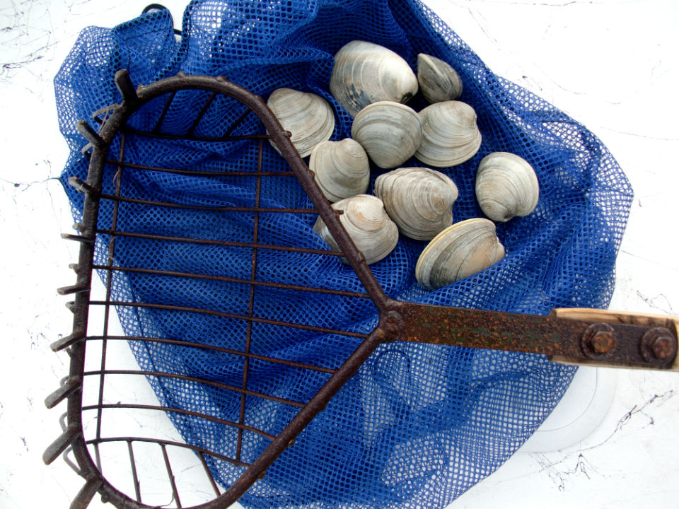 Outer Banks clamming charter