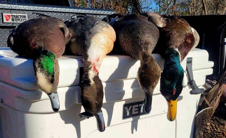 Duck hunting north eastern North Carolina