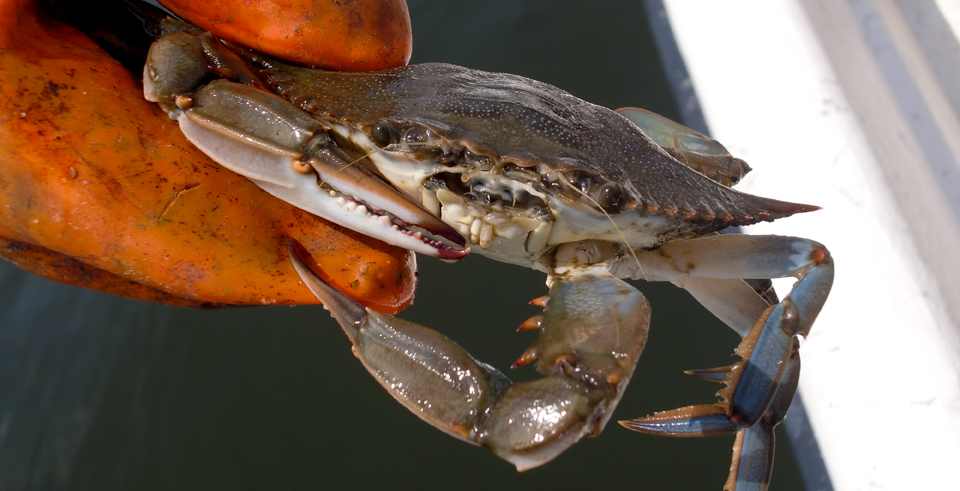 OBX Blue crab