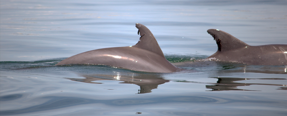 Atlantic bottlenose dolphins