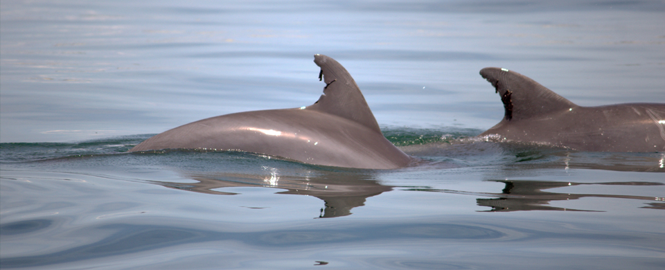 Outer Banks dolphin watching