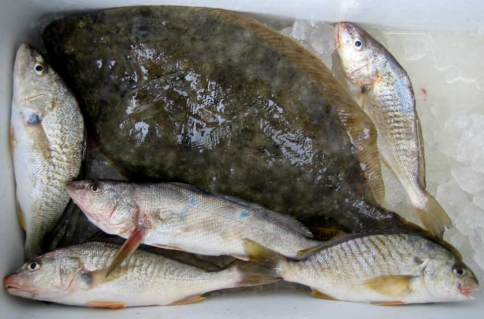Southern flounder, Northern kingfish, Spot, and Atlantic croaker