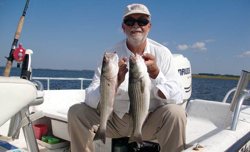 Striped bass (rockfish)