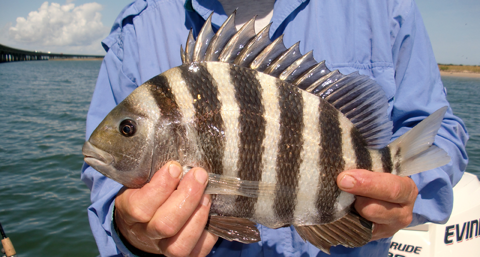 Sheepshead