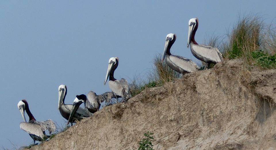 OBX Brown pelicans