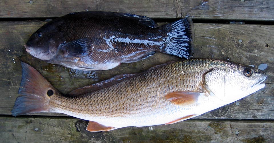 Outer Banks Tautog and Red drum