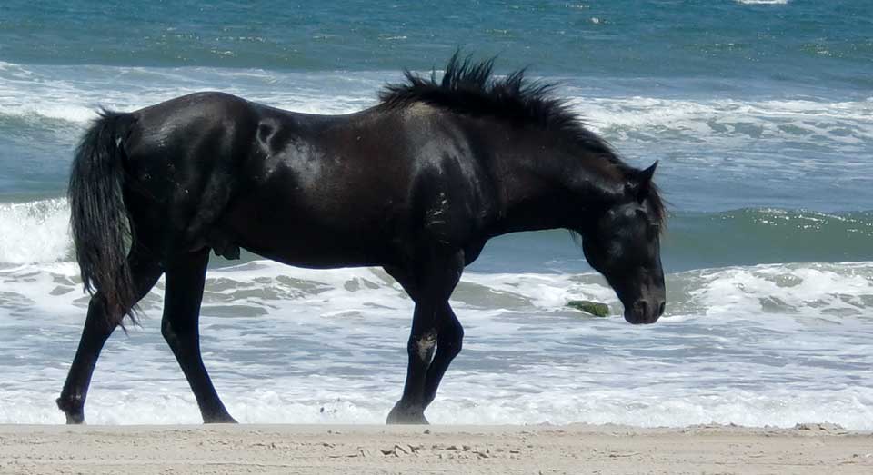 Banker Horse Carova North Carolina