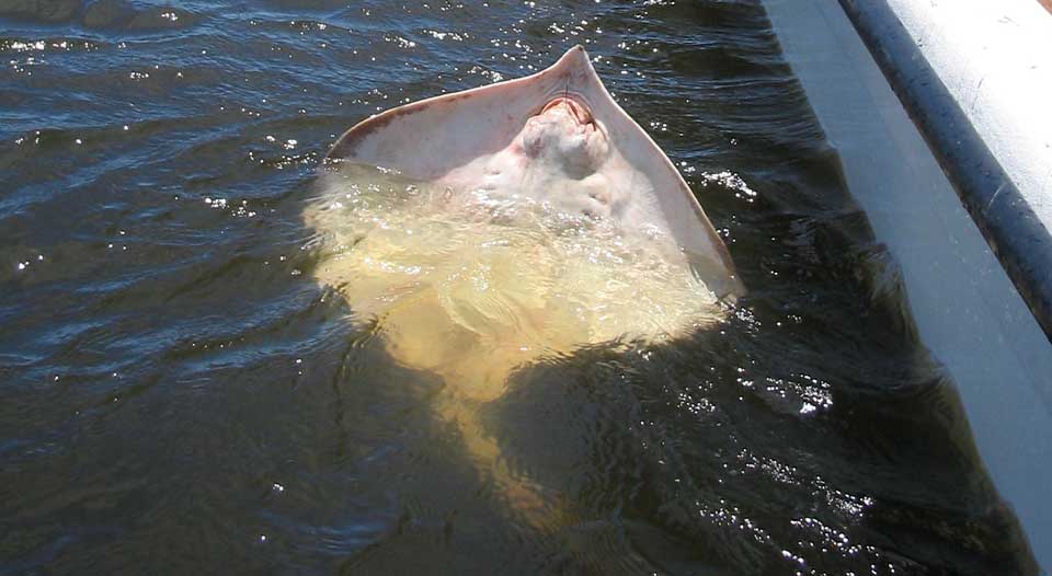 OBX Atlantic stingray