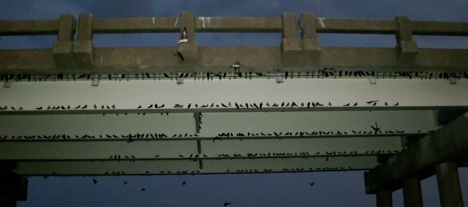 Outer Banks Purple martins