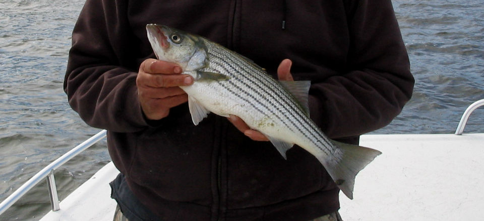Striped bass (rockfish)