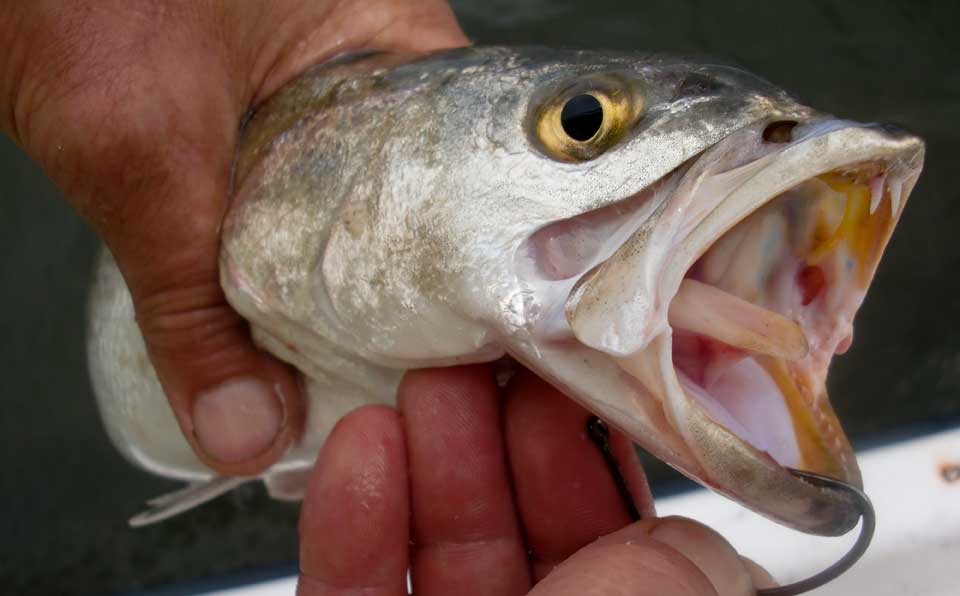 Outer Banks speckled trout