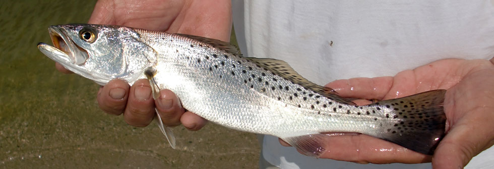 Spotted seatrout