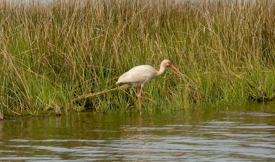 White Ibis