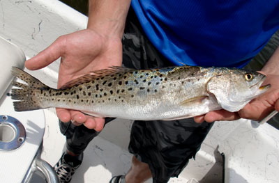 Spotted seatrout