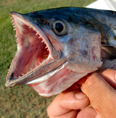 Spanish mackerel