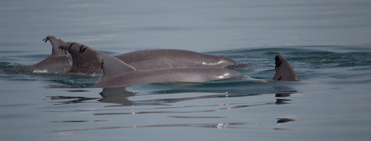 Atlantic bottlenose dolphins