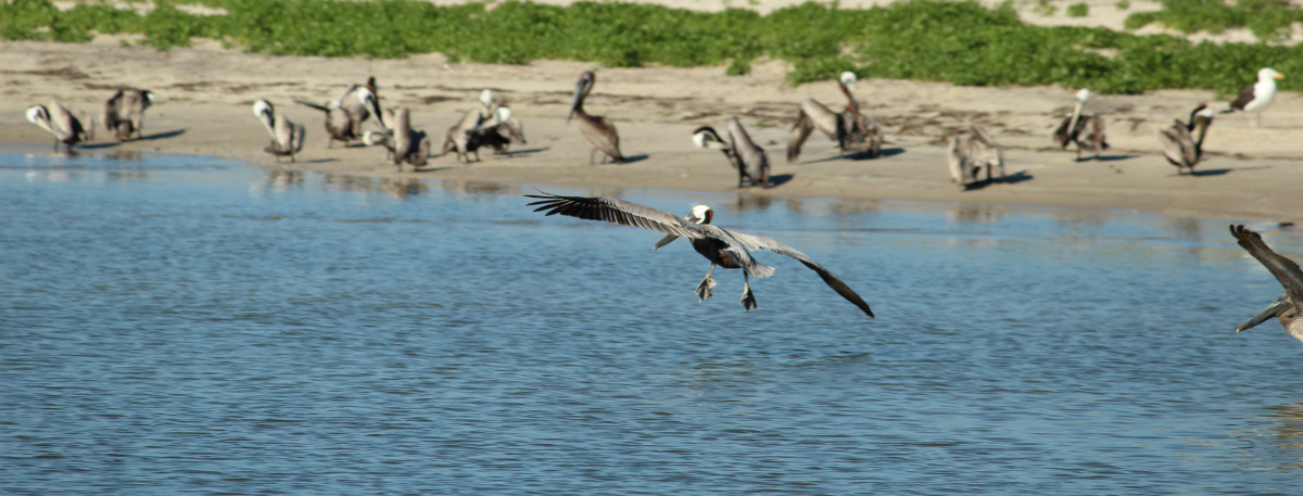 Outer Banks pelicans