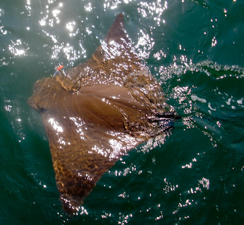 Cownose ray