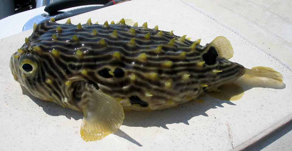 Striped burrfish