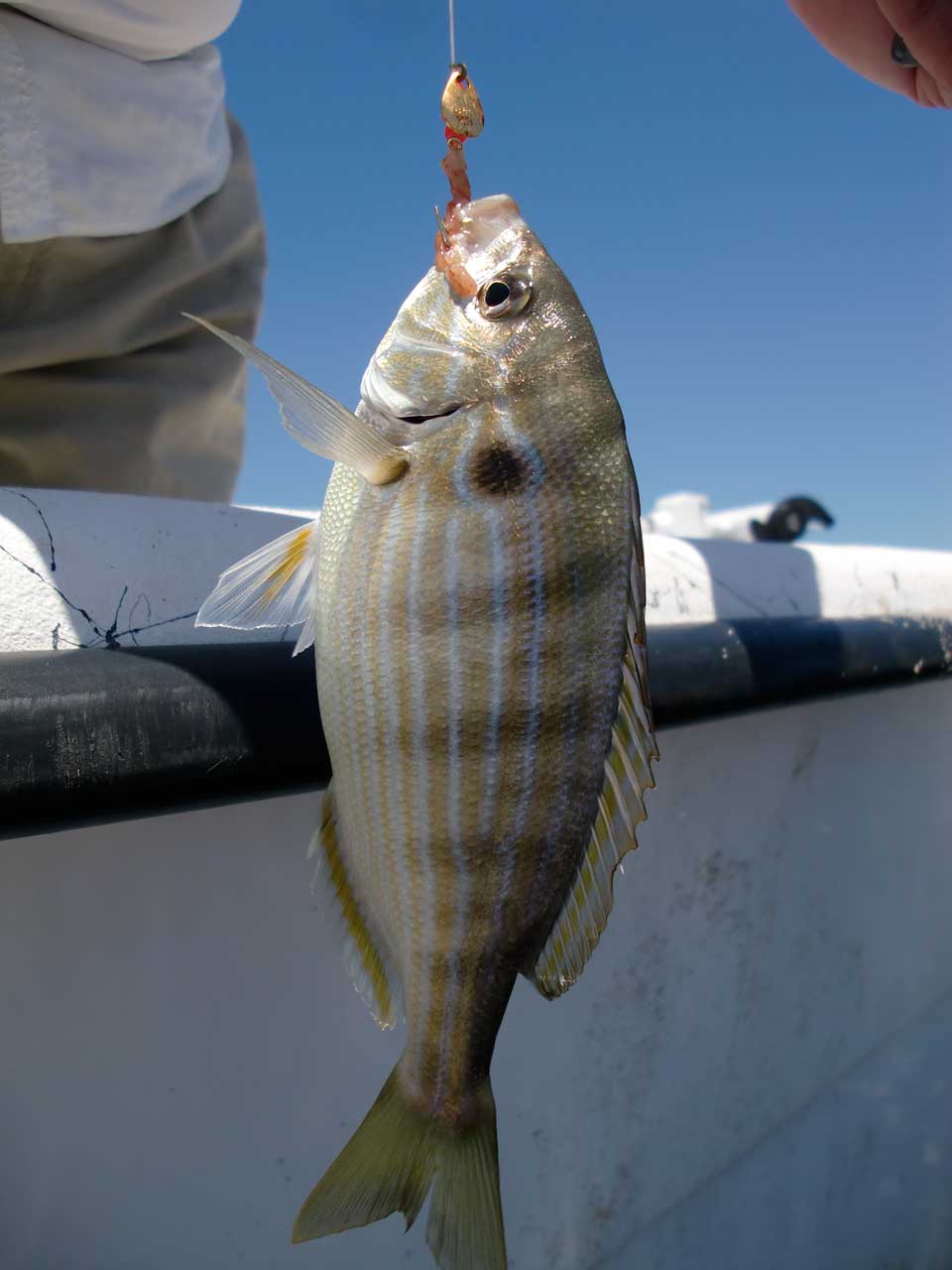 obx pinfish fishing catch recreational pigfish