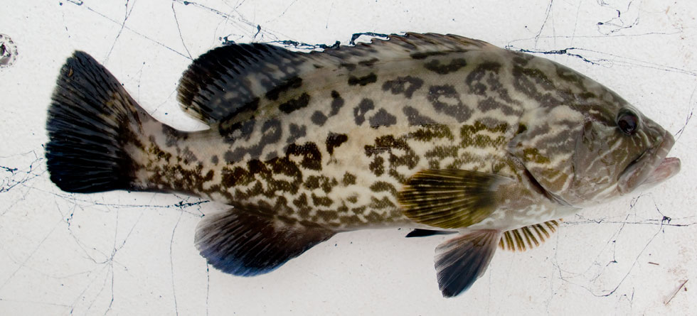 Outer Banks Grouper