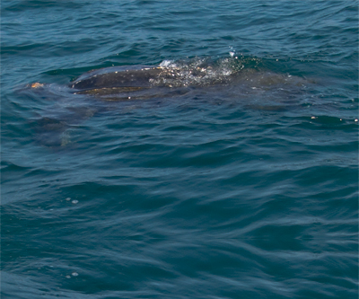 Leatherback sea turtle