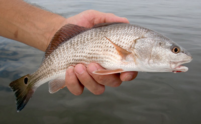 Outer Banks Red drum