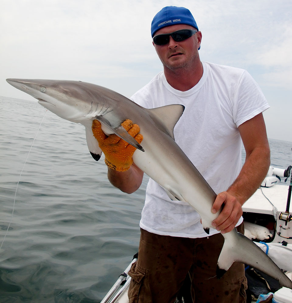 Blacktip shark