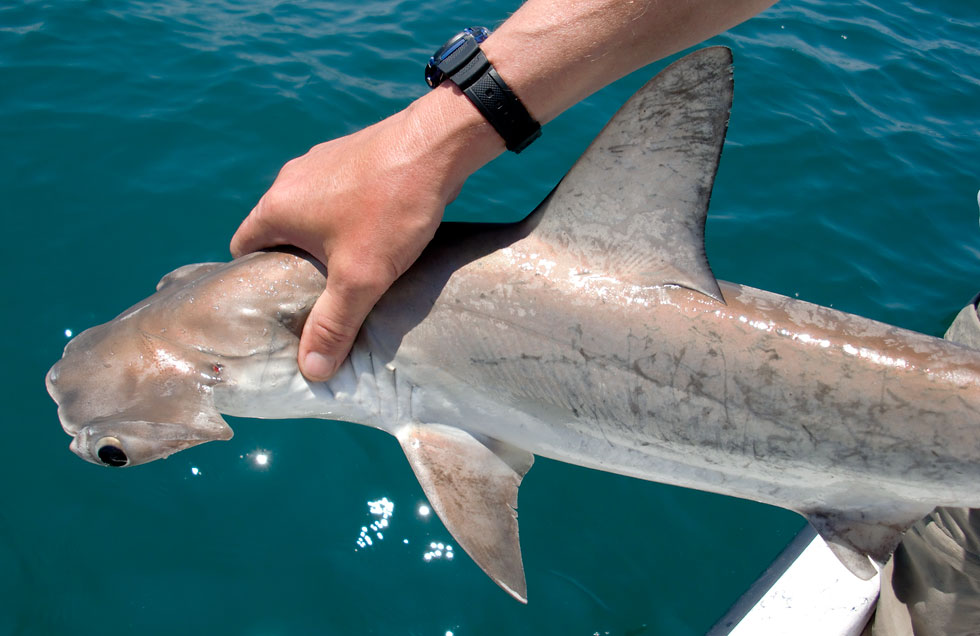 Outer Banks Sharks Soundside Adventures